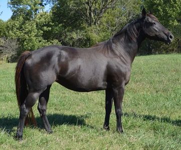 CR Isabella
Broodmare
Racehorse