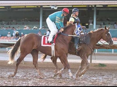 Denver Pass
Racehorse