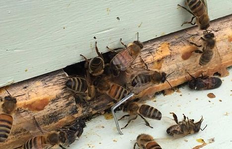 Hive cleanout on warm day.