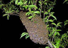Honey bee swarm in peach tree, collected in Cambridge, Dorchester County, Maryland