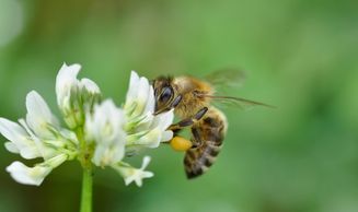 Honey bee on white clover