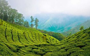 Tea estate Ooty - karur to Ooty tour Package- Ooty Taxi service from karur