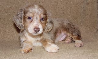 Isabella Piebald Dapple