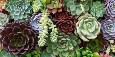 Lulac
succulents 
jardines
community
skill development
mentor