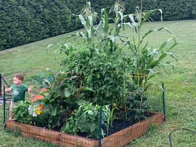back yard family kids garden vegetable garden chicken coop farm table grow seeds chickens boy girl