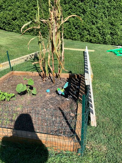 garden extension gardener vegetable garden grow your own food farm to table back yard garden