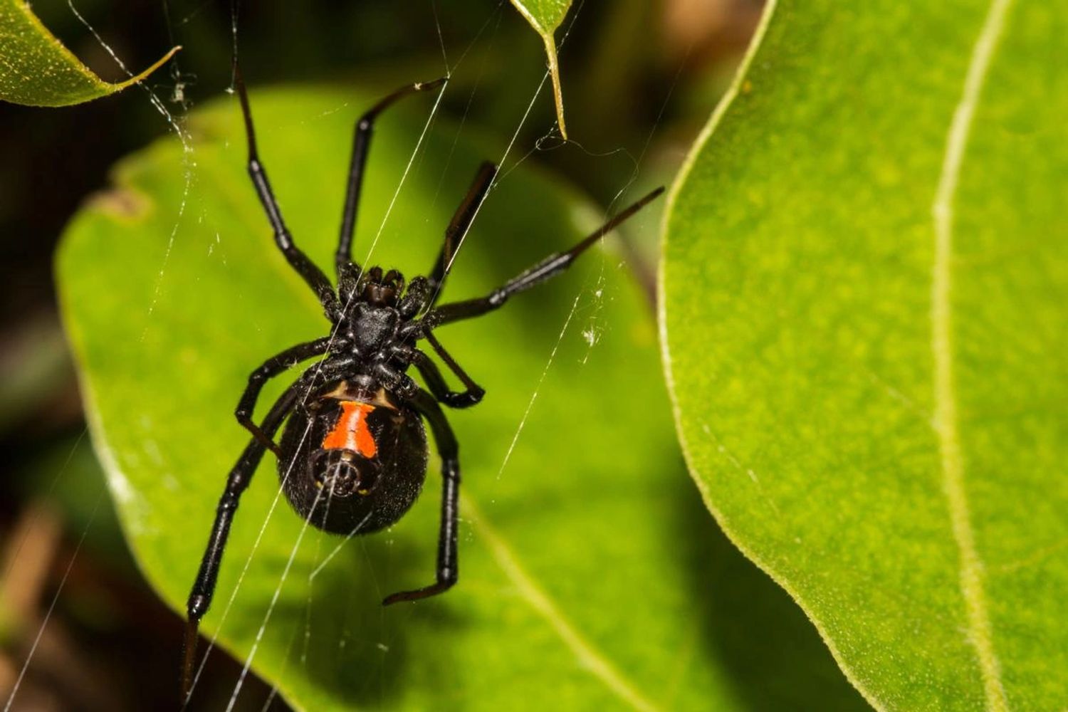 black widow spider 