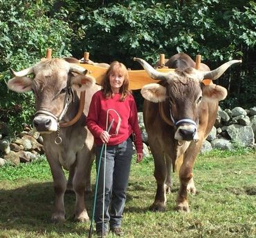 Girl leading two oxen through a field