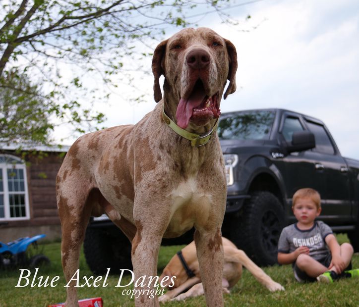 Chocolates merle great dane