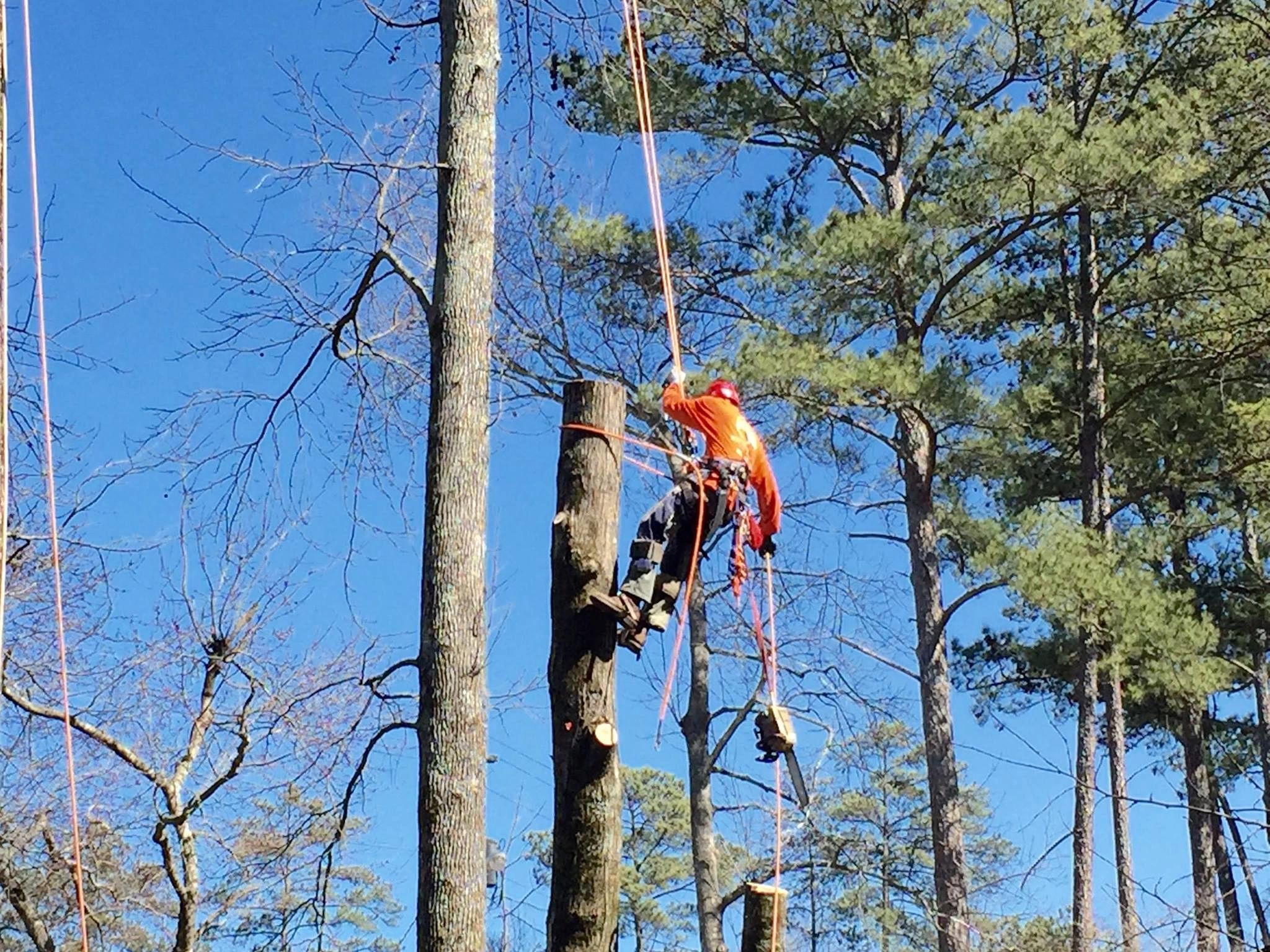 Southern Touch Tree Service Removal &amp; Pruning