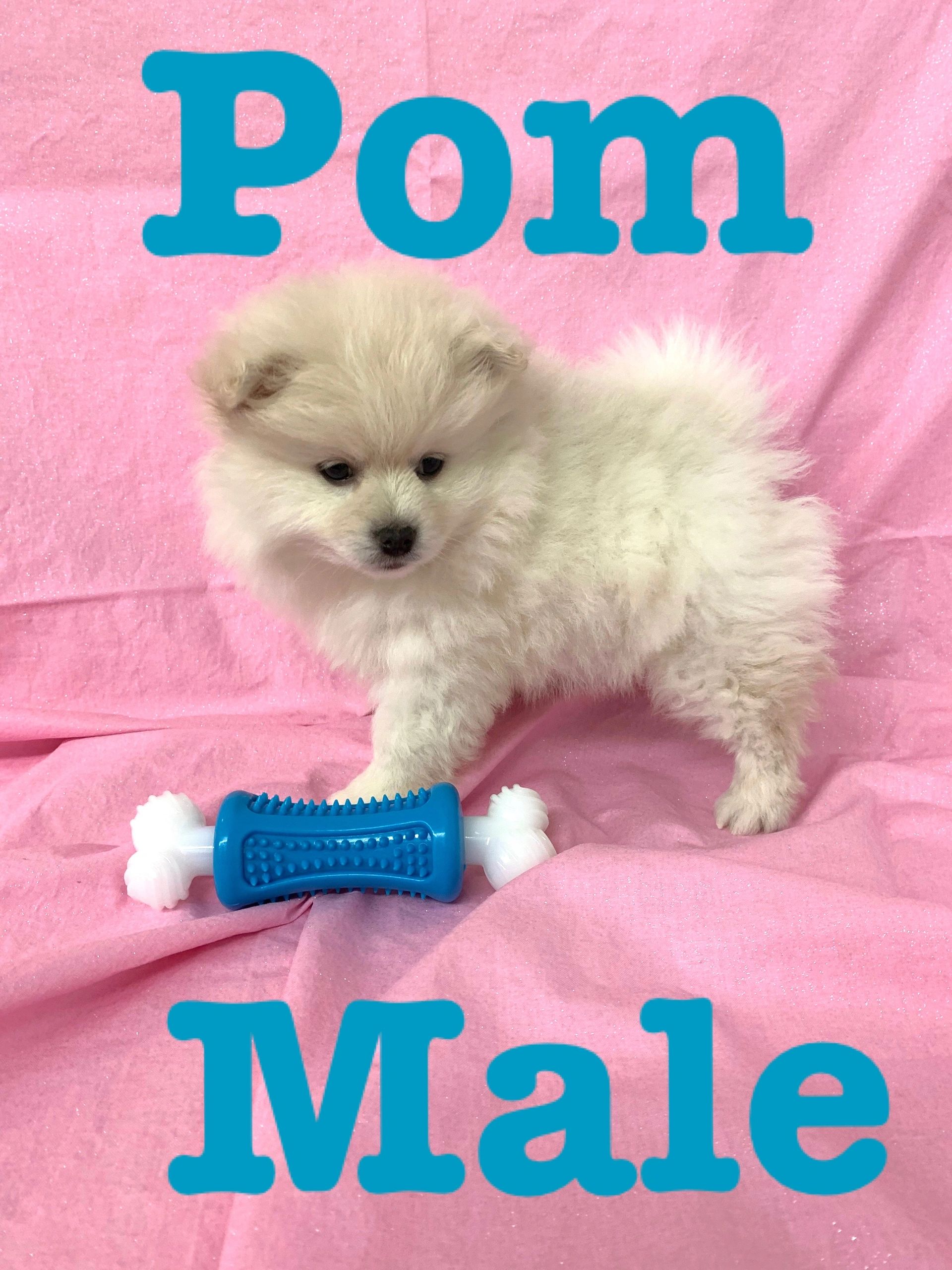 Ohio Puppy Puppies, Cute Puppies, Puppies for Sale