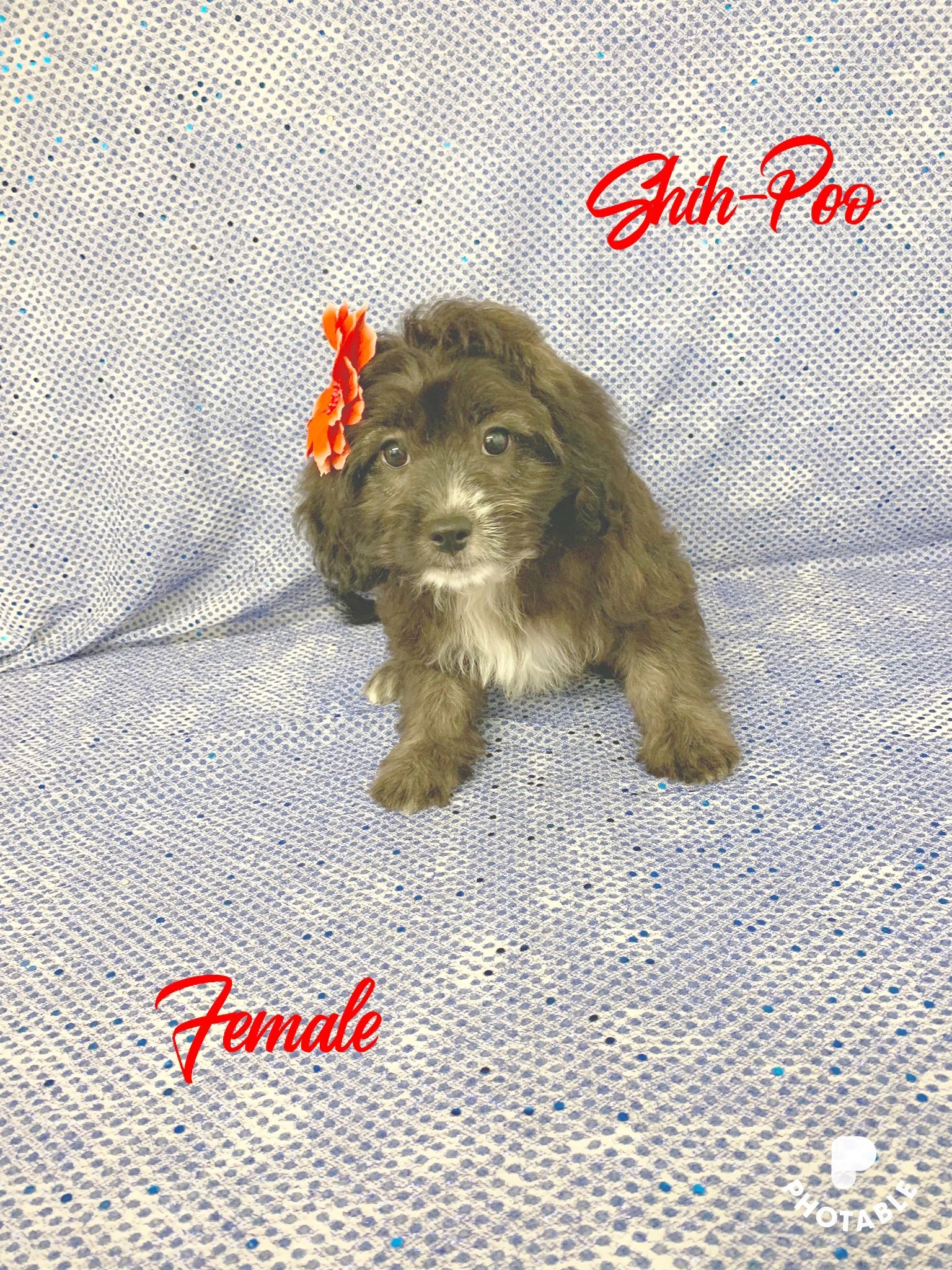 Ohio Puppy Puppies, Cute Puppies, Puppies for Sale