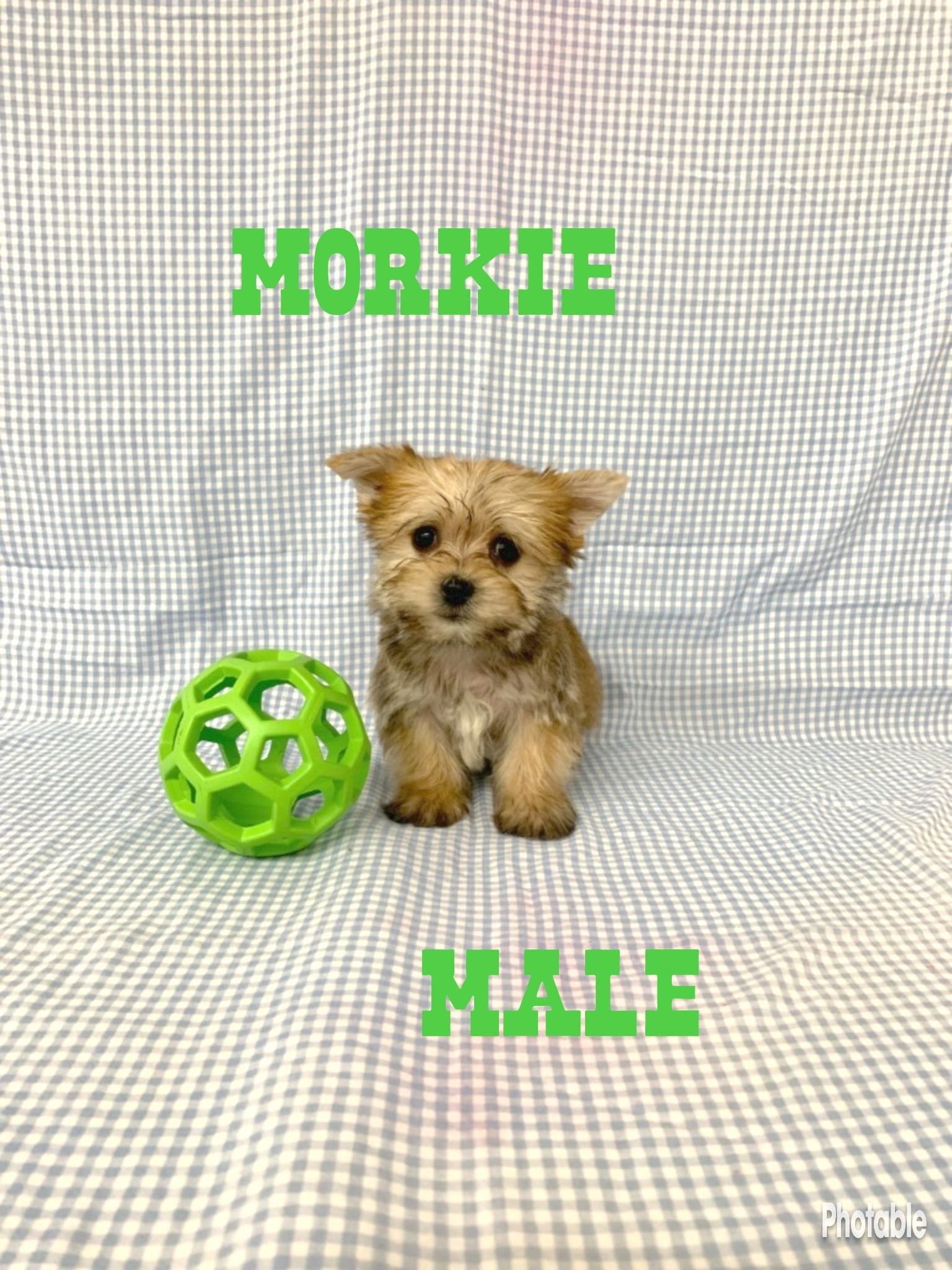 Ohio Puppy Puppies, Cute Puppies, Puppies for Sale