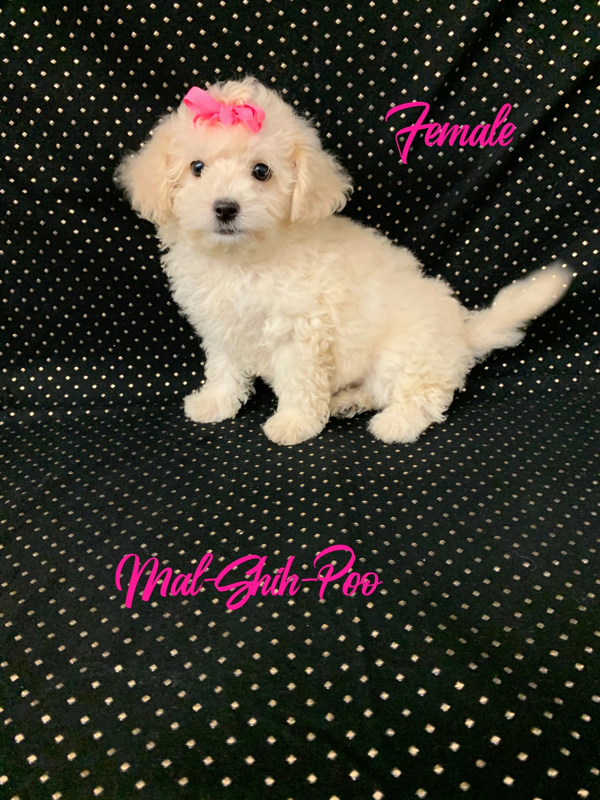 Ohio Puppy Puppies, Cute Puppies, Puppies for Sale