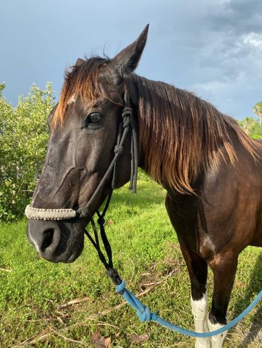 black tennessee walker