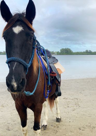black tennessee walker