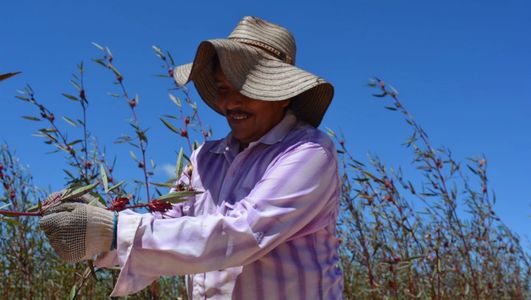 Mexican farmer hand-selecting fresh Mexican hibiscus sabdariffa l. flower