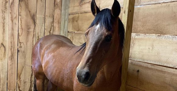 horse in barn at Facowee Farms