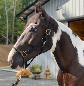horse at Facowee Farms