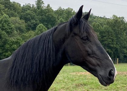 black horse in pasture at Facowee Farms