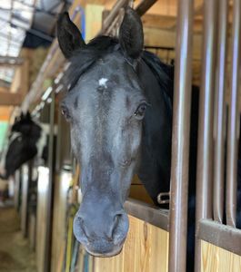 black horse in barn at Facowee Farms