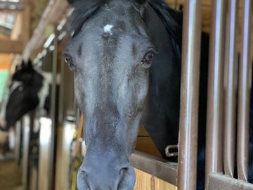 Facowee Farms horse in stall looking