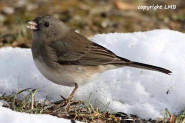 Dark-eyed Juncos arrive in the Fall and leave in early Spring.