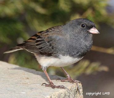 Winter brings Dark-eyed Juncos. They enjoy Millet and Sunflower Chips.