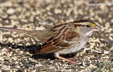 Winters bring the White-throated Sparrow. They love Millet!