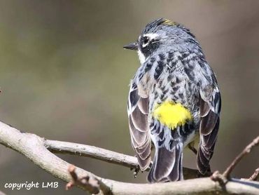 VA has a winter warbler named the Yellow-rumped Warbler. They love Suet. We have a great variety!