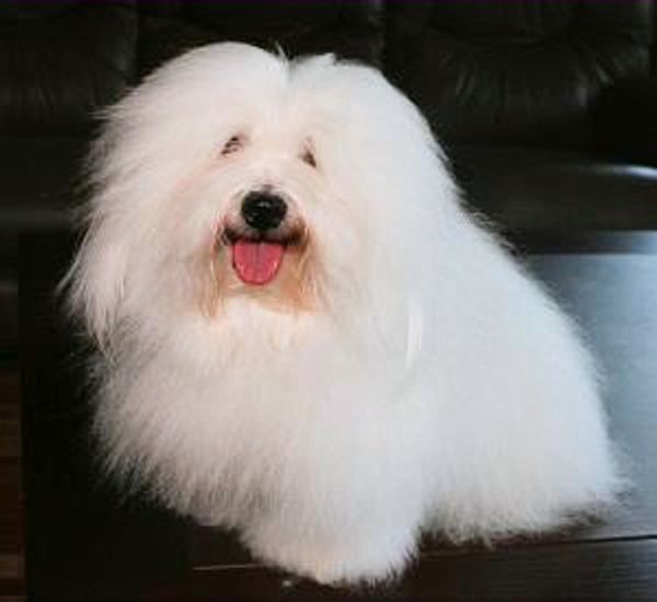 Crosby, a gorgeous Coton de Tulear in full coat