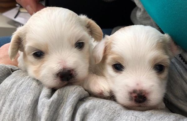Bud Light from the Beer Babies Litter