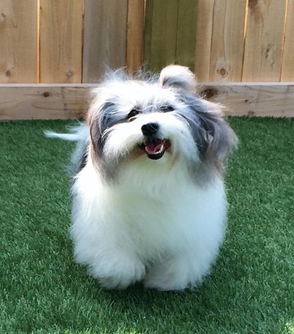 Lovely black and white Coton de Tulear