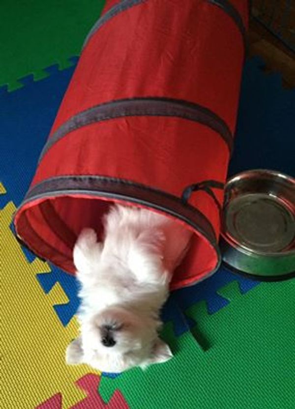 Coton puppy sleeping in a tunnel