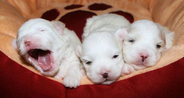 White Coton puppies