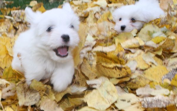 Coton pups playing in leaves