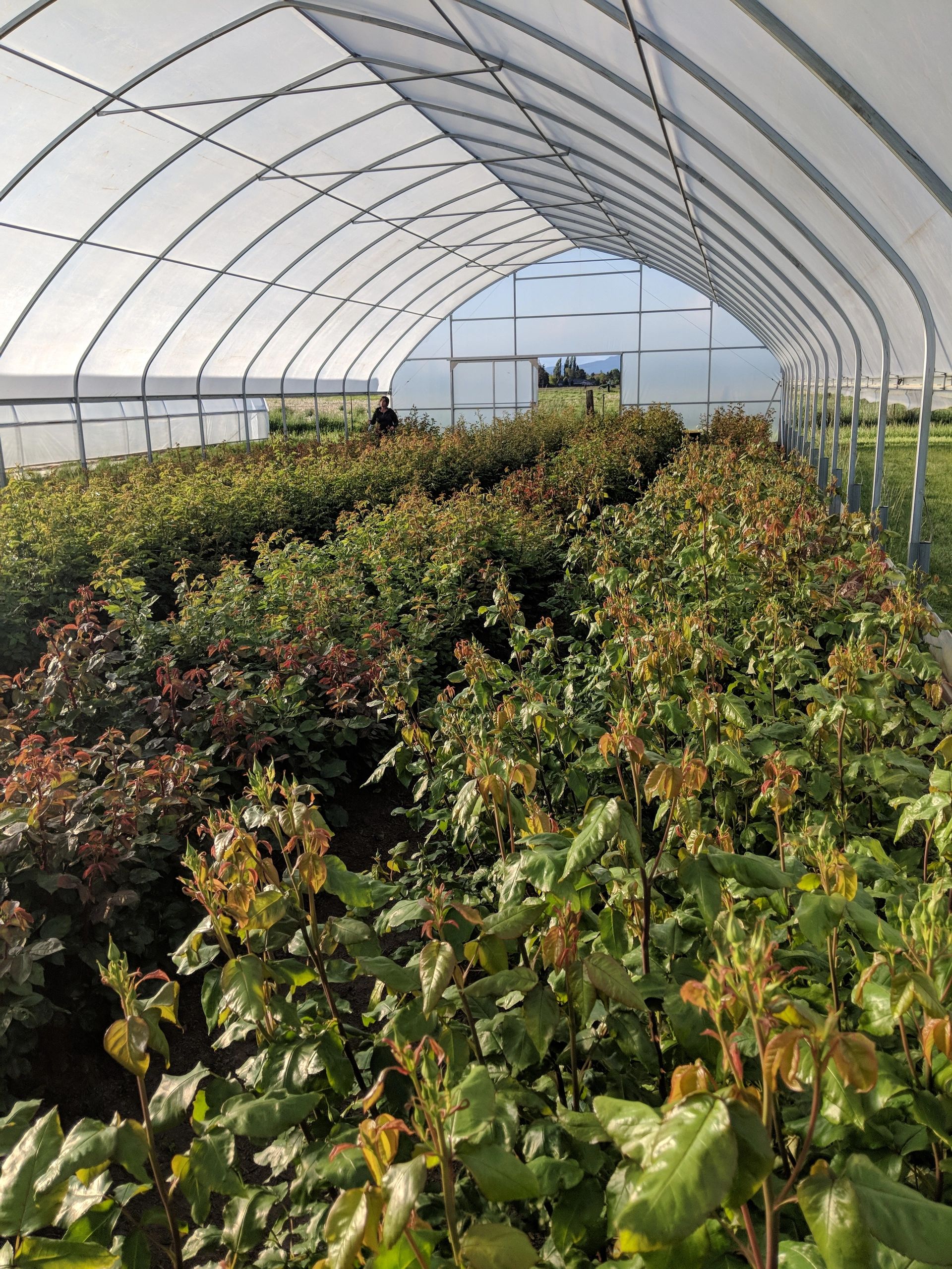 David Austin English garden roses growing in a high tunnel.