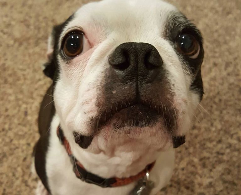 Boston Terrier with puppy eyes