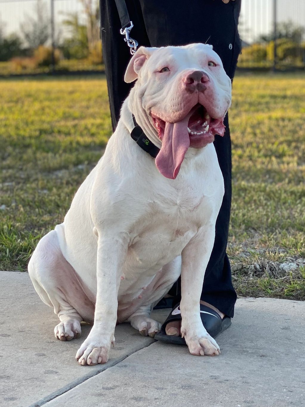 A happy white dog with its tongue out sits beside a person holding its leash outdoors.