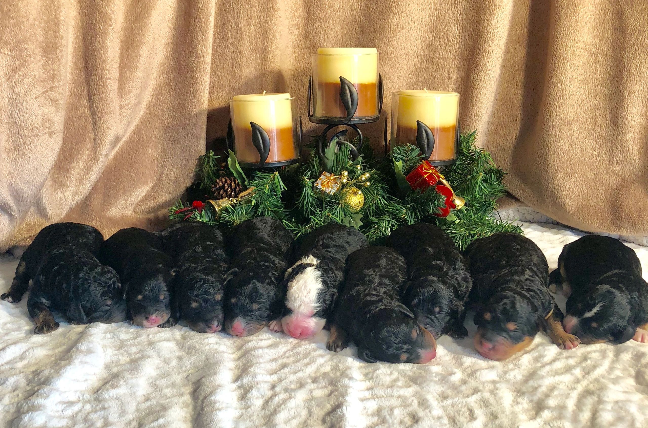 Some Bernedoodle puppies in Kentucky