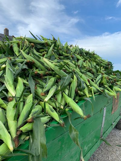 Wagon load of fresh picked corn