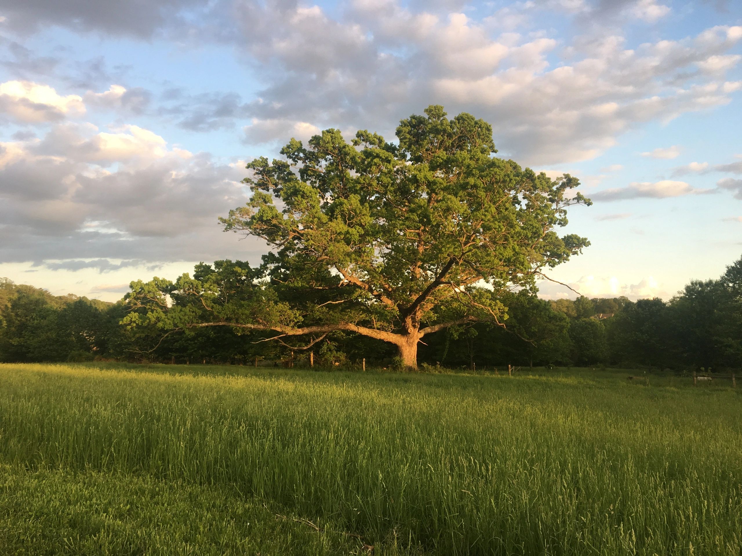 Lone Oak Brewing Company Farm Brewery, Brewing Company, Craft Beer