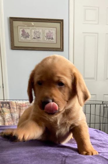 A Brown Color Puppy Licking Nose