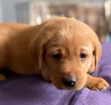 A Small Puppy With Brown Colored Fur