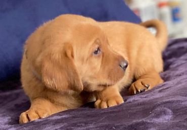 A Small Brown Color Fur Puppy on a Purple Bedsheet