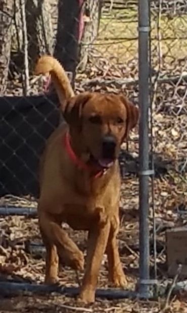 A Brown Color Dog Looking in Front