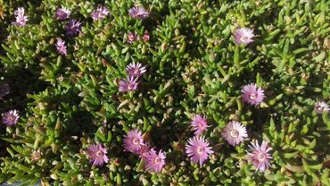 flowering groundcover StarCarpet