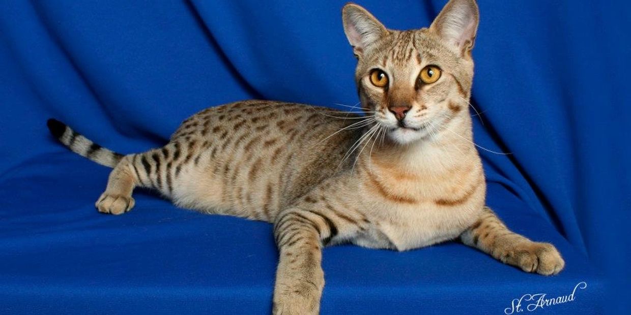 From one of my first litters as a Savannah cat breeder,this F3 Savannah was born 6/13/11 and owns us