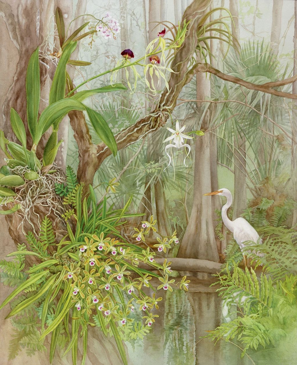 Fakahatchee Strand Preserve