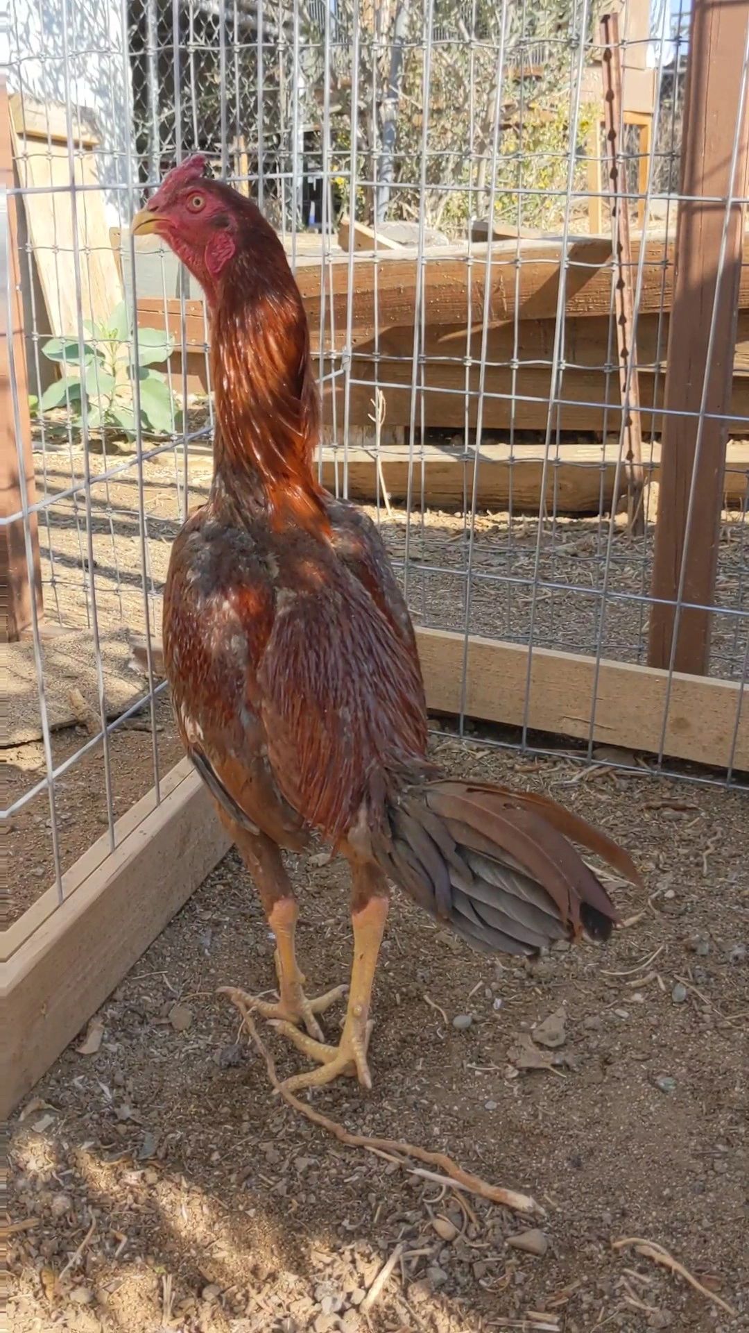 Brazilian Pumpkin Gamefowl Stag